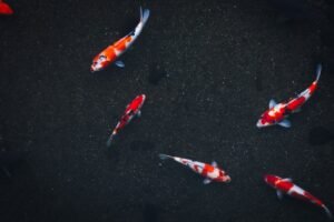 Photo fish vs krill oil