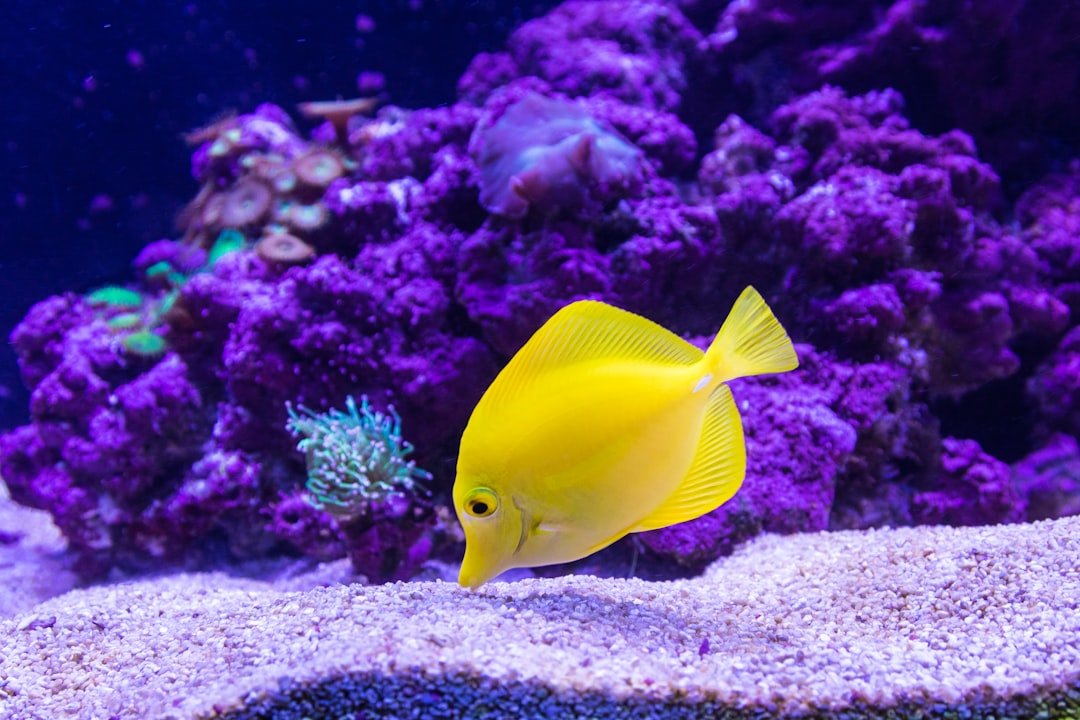 Photo fish aquarium