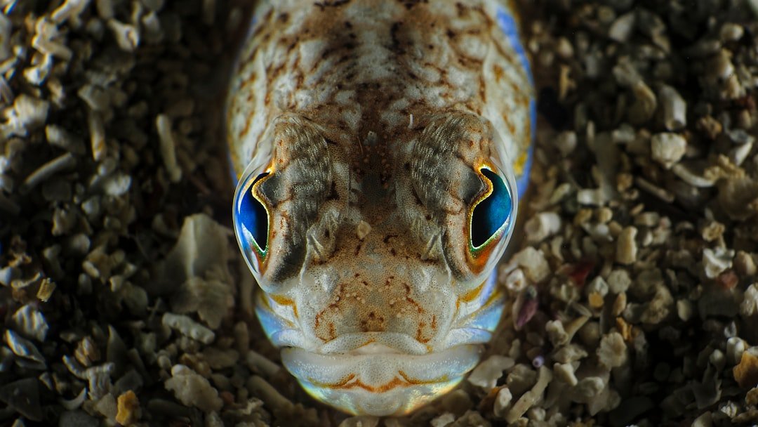Photo fish eyes
