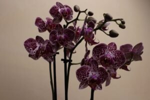 February’s Violet: The Birth Flower of Love