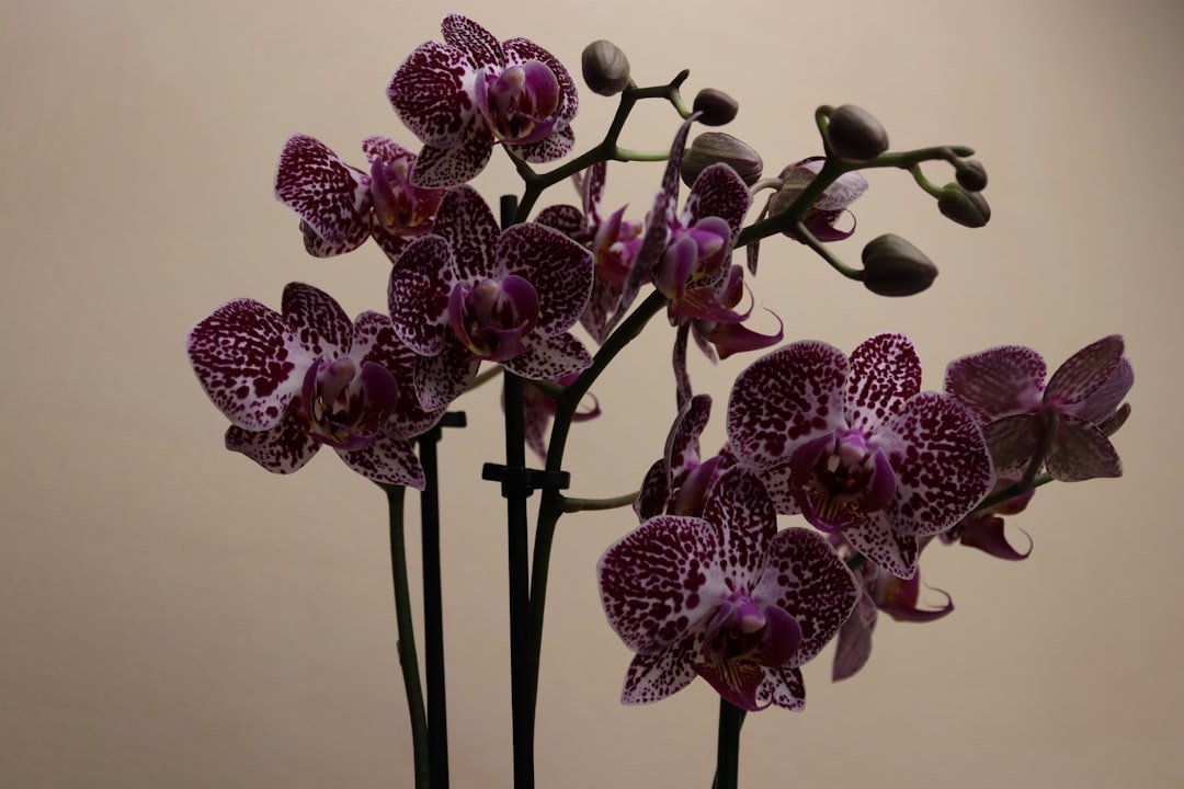 Photo Violet bouquet