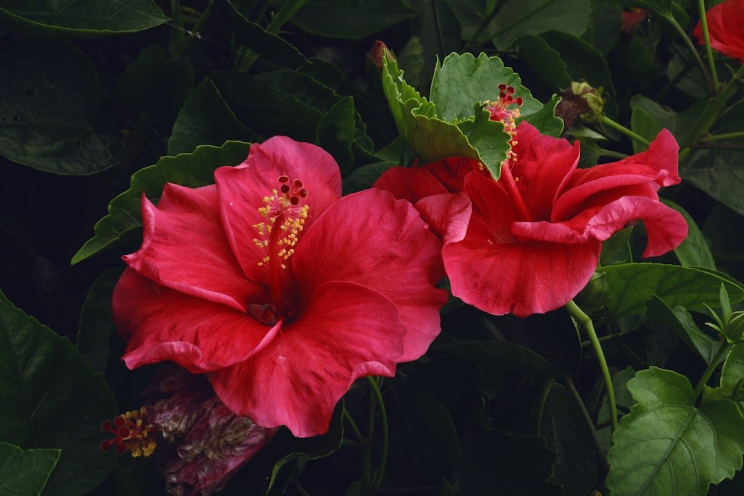 Photo Hibiscus flower