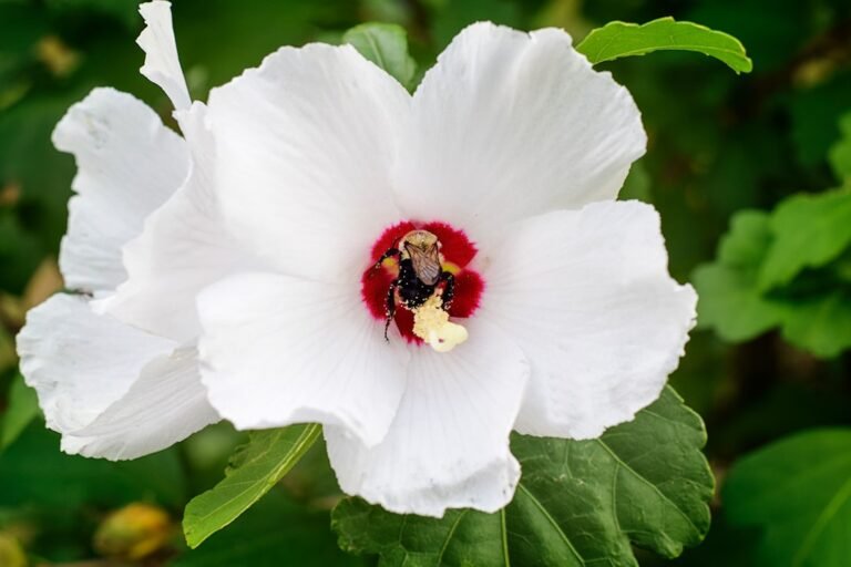 Discover the Beauty and Benefits of Hibiscus Flower