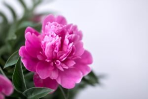 Celebrating January with Carnations: The Birth Flower of the Month