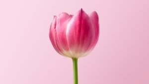 Photo Image: Daffodils Nouns: March, birth flower