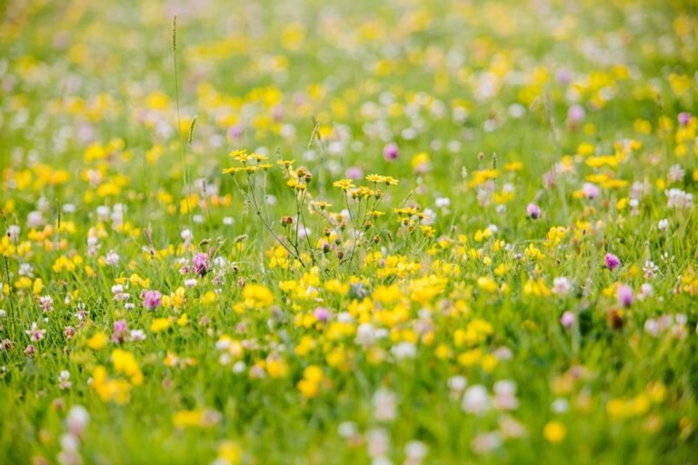 Discovering the Beauty of Wildflowers: A Guide
