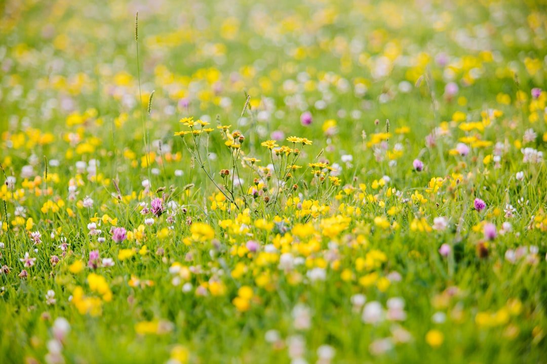 Photo Wildflowers: Meadow