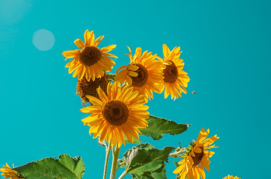 Photo Sunflowers