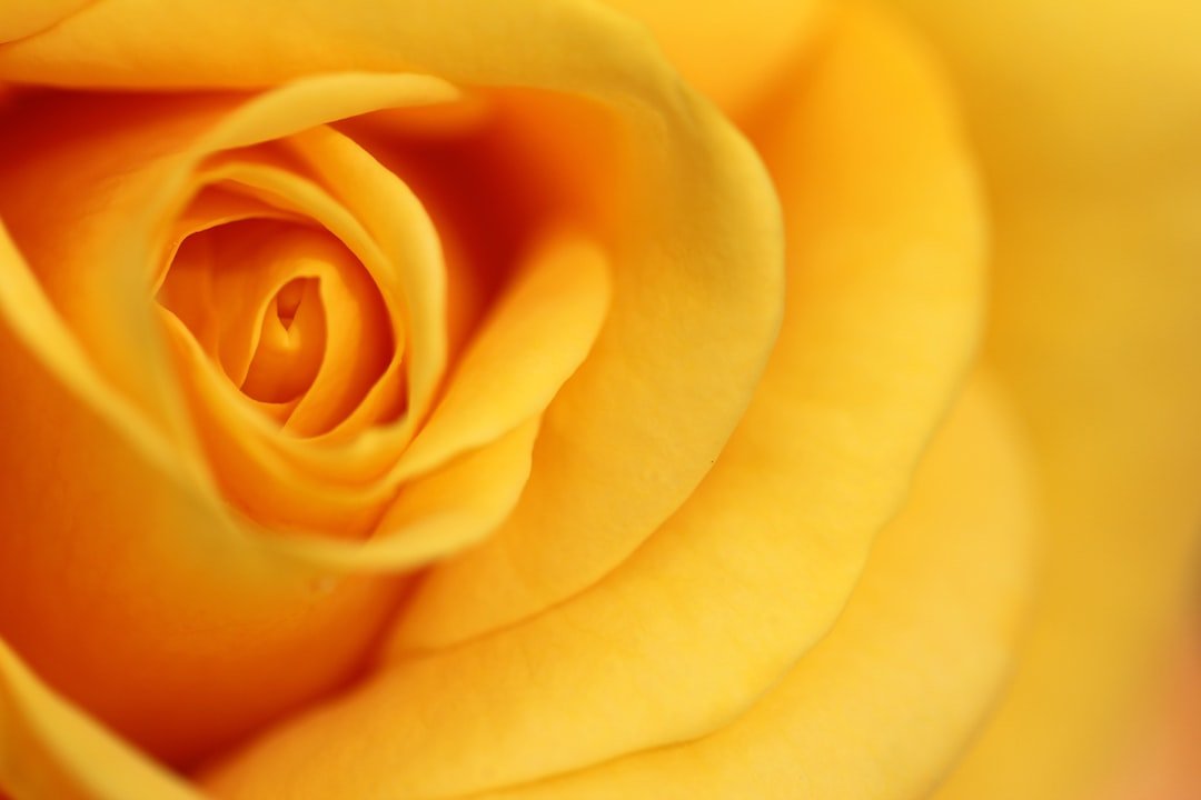 Photo Yellow roses: Flowers, Yellow