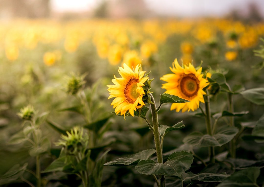 Photo Field, Sunflowers