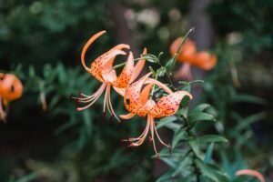 Tiger Lily: A Stunningly Beautiful and Hardy Garden Favorite