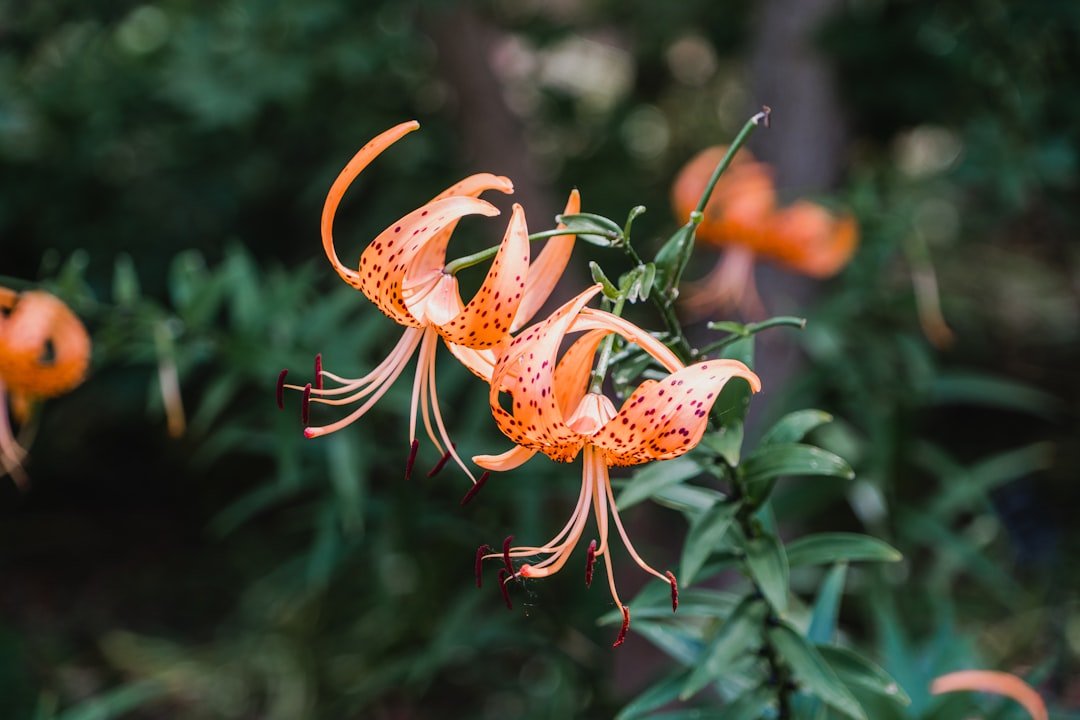 Photo Flower, Tiger Lily