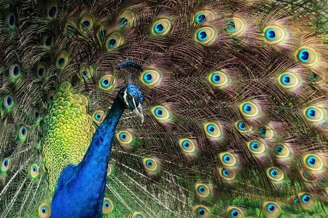Photo Colorful feathers