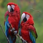Photo Colorful parrots