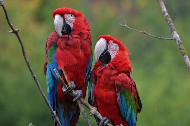 12 Parrots and Cockatoos: A Colorful Avian Ensemble