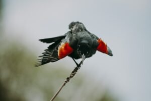 Photo Colorful bird