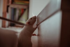 Photo Cute rats