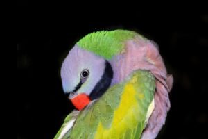 Photo Colorful parrot