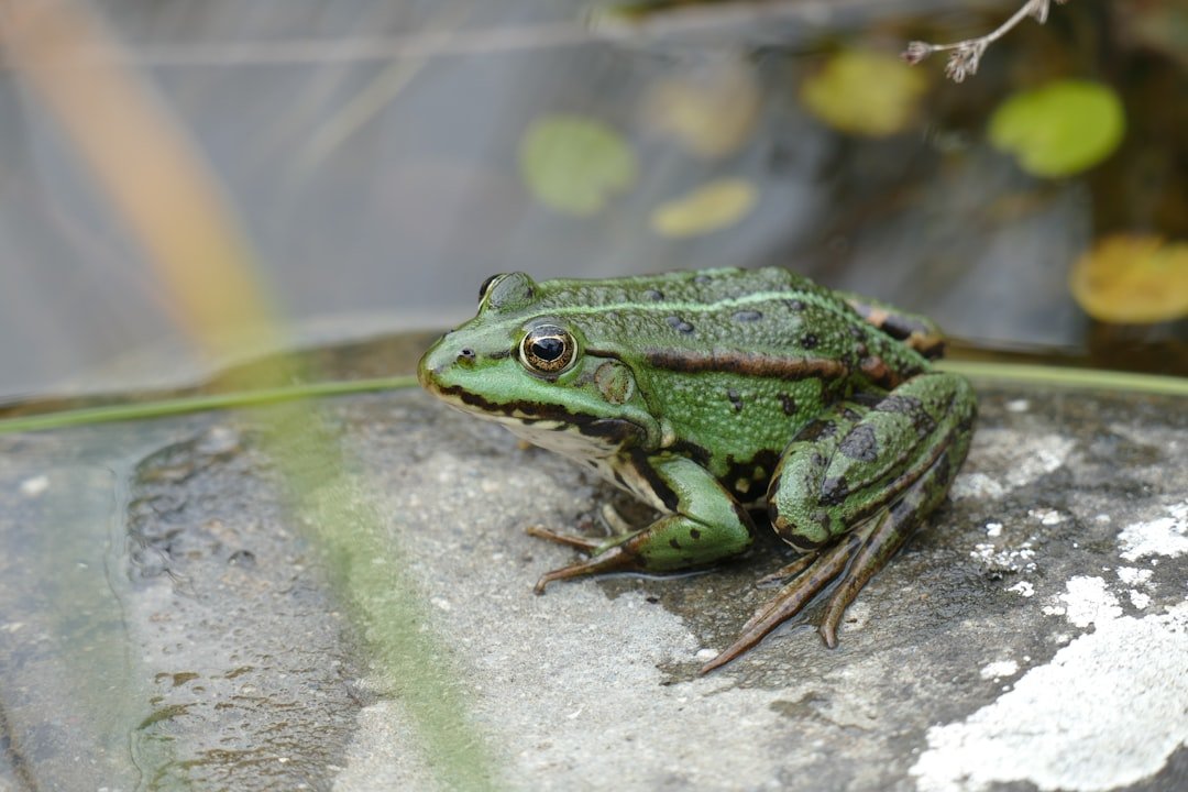 Photo Horned frog