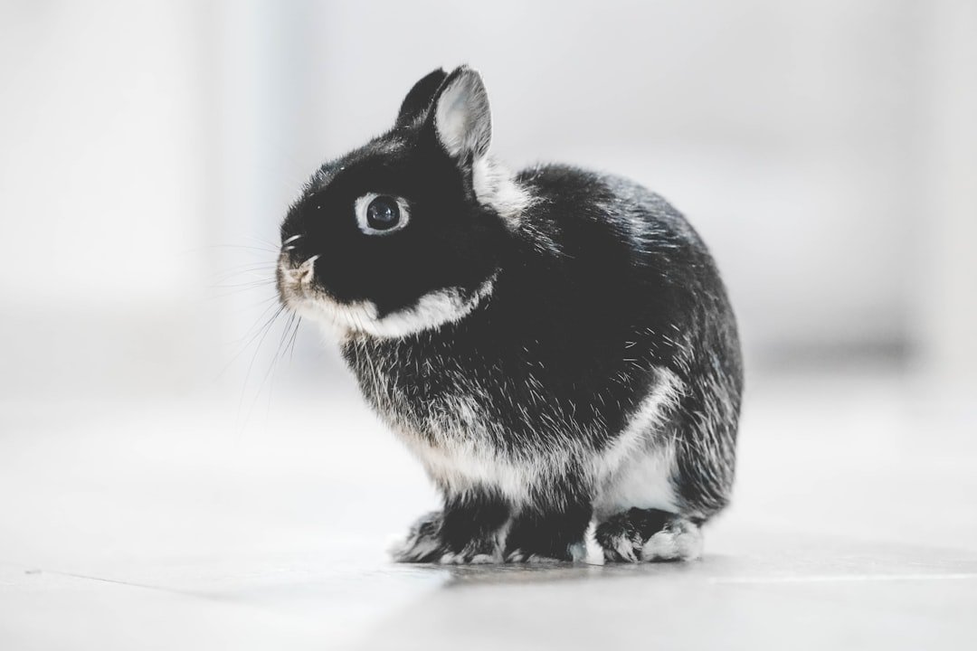Photo Cute bunnies