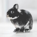 Photo Adorable bunny