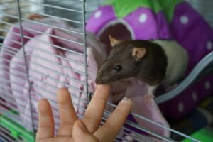 Photo Pet rats