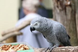 Photo Grey parrot