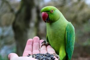 Photo Green parakeets