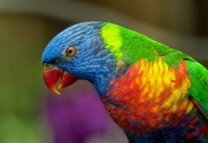 Photo Colorful feathers