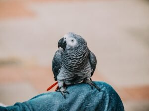 Photo African Grey Parrot