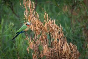 Photo Colorful bird