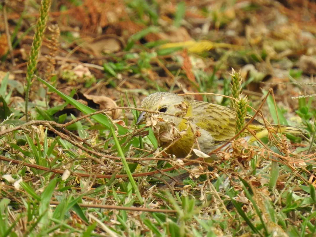 Photo Canary bird