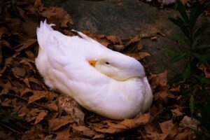 Photo Colorful bird