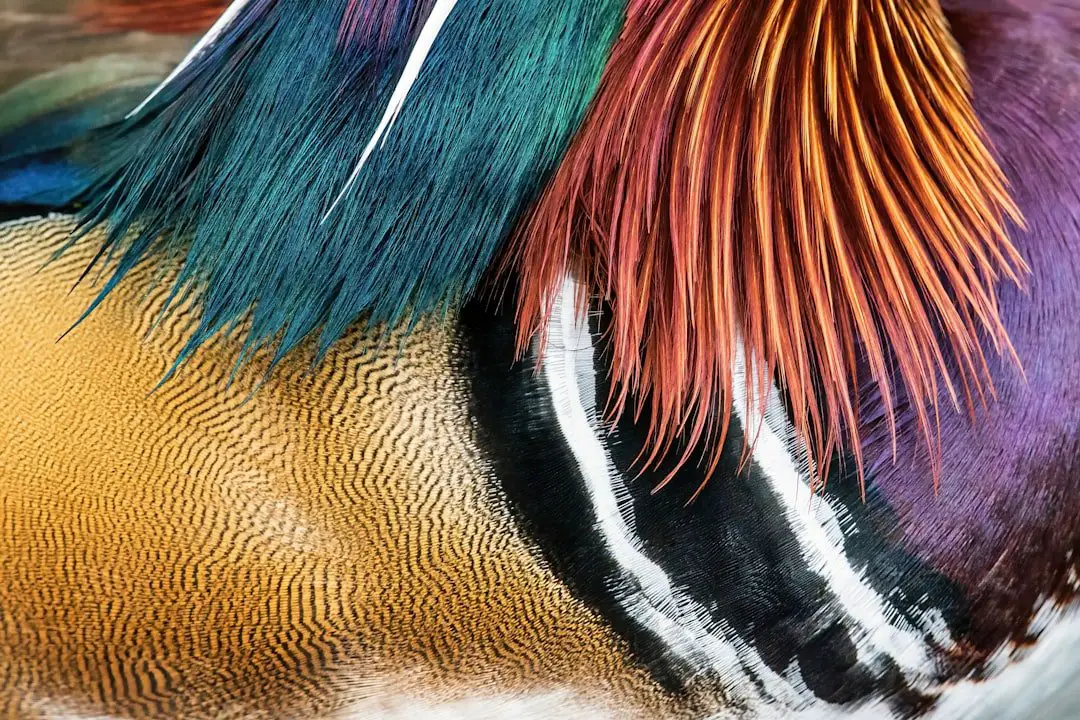 Photo Colorful feathers