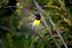 Photo Colorful finches