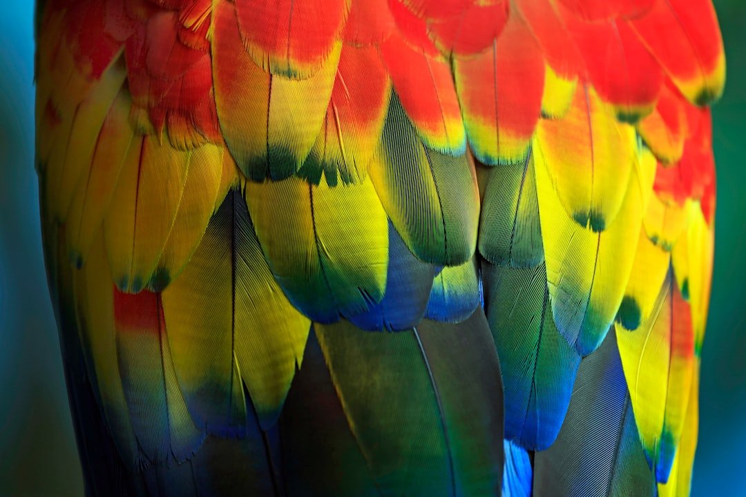 Photo Colorful feathers