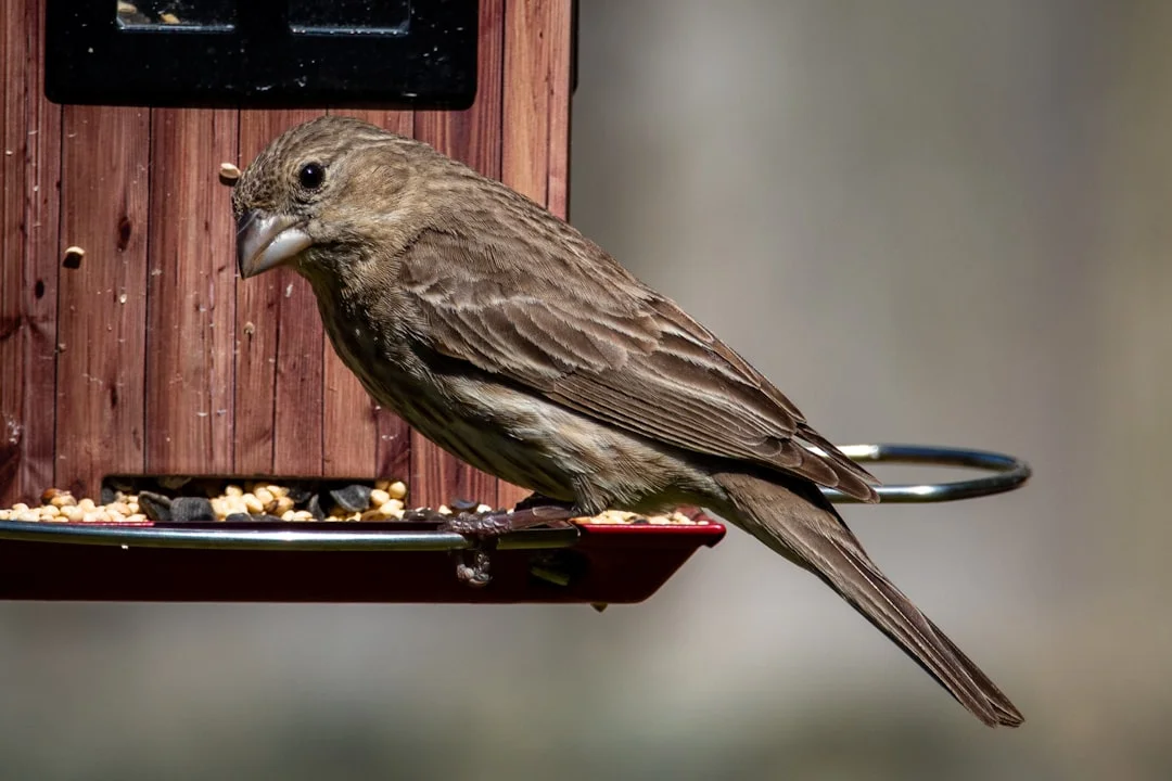 Photo Bird feeder